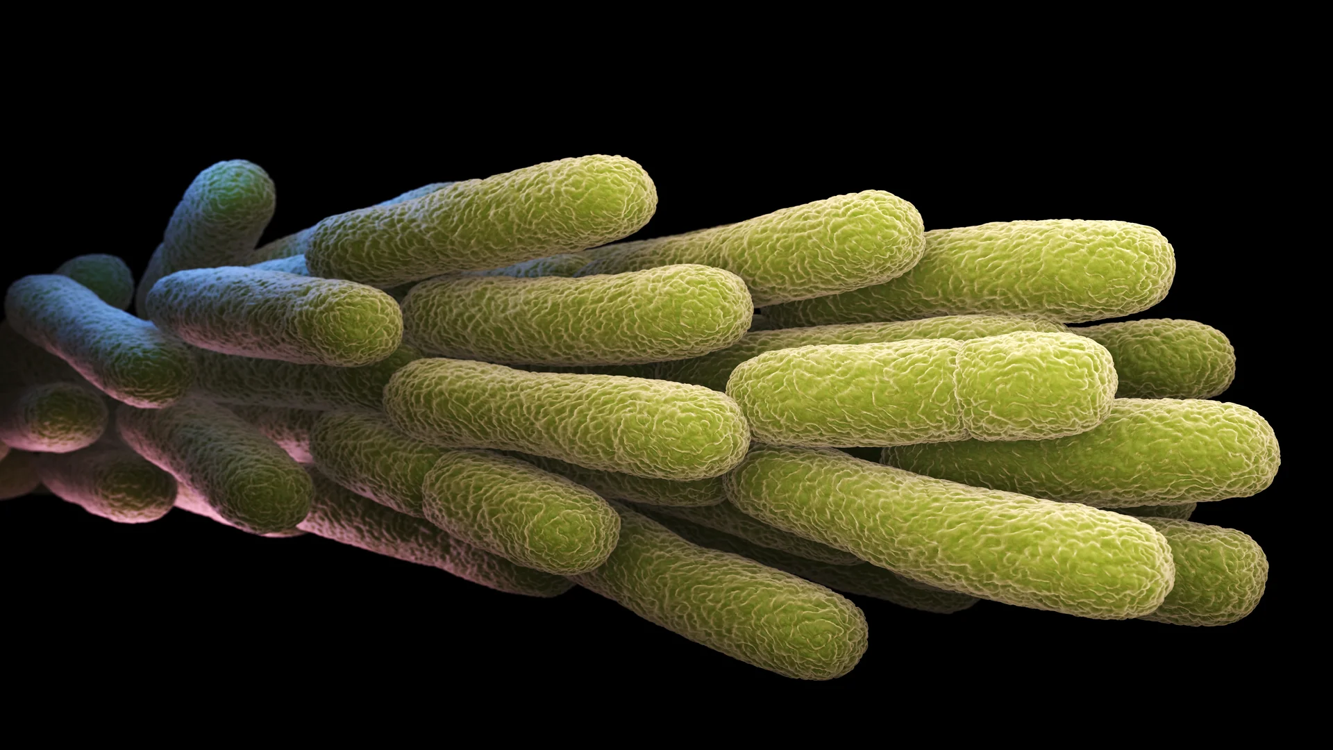 Bacteria Legionella vista a través de un microscopio