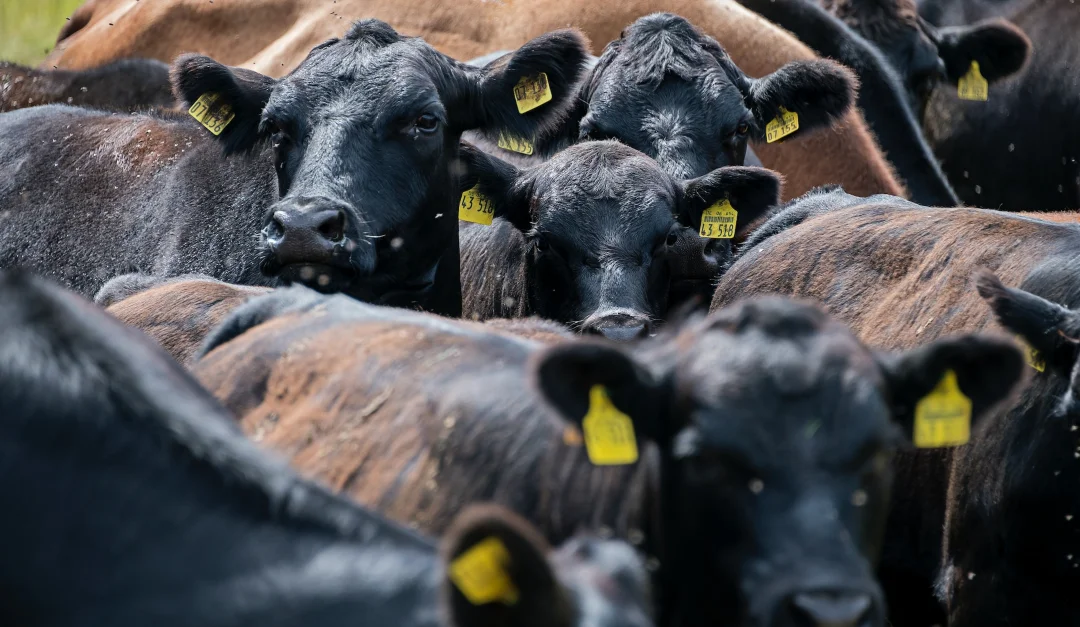 Aprovechamiento del mantenimiento predictivo en la industria alimentaria