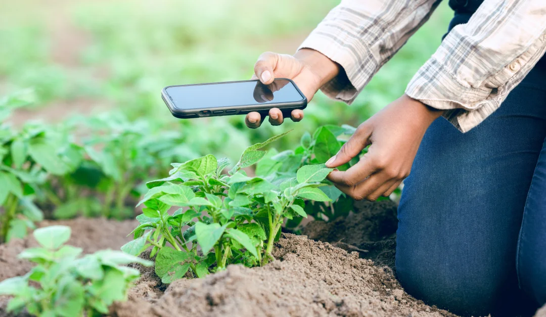 Se ve a una mujer haciendo una fotografía a una parte de un cultivo